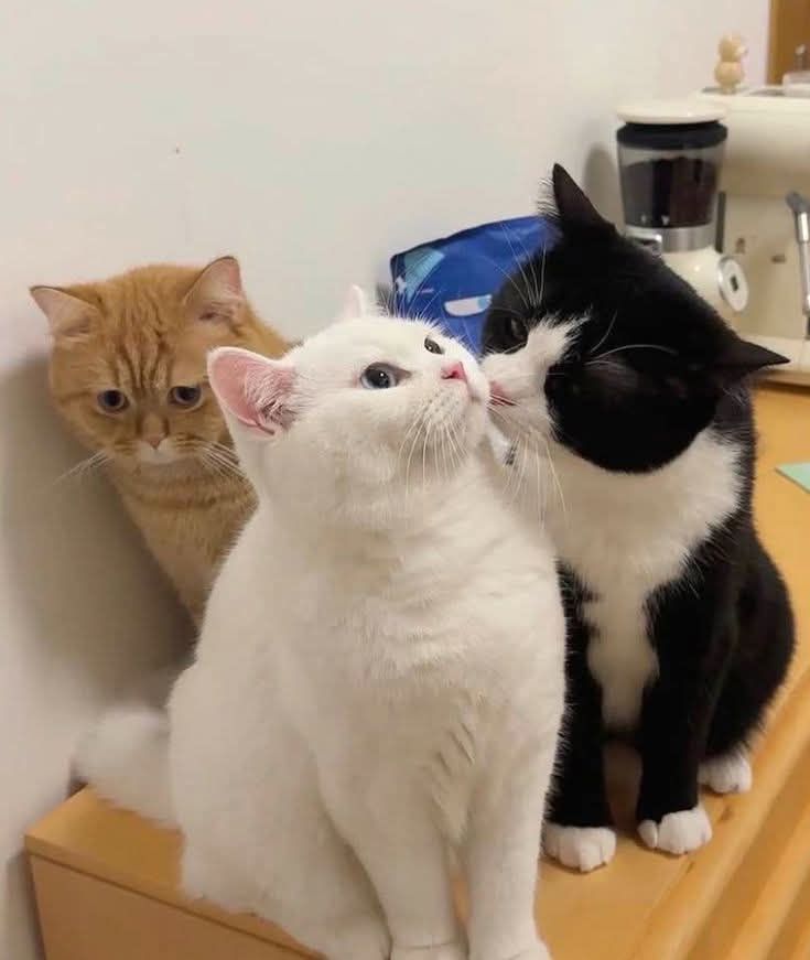 Phát Hiện Bạn Cùng Phòng Của Anh Trai Muốn Làm "Tiểu Tam"