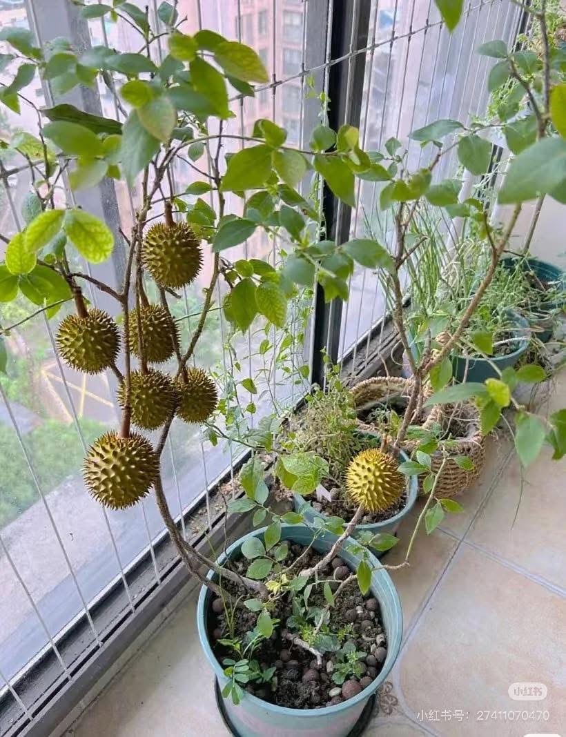 Cái Chết Của Chồng Tôi